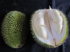 Otong