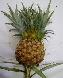 NRIF-171.37