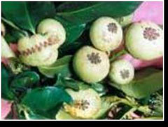 BLT 12 (Manggis kipas)