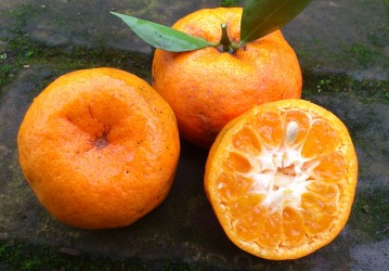 Cleopatra Mandarine