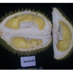 Matahari