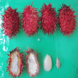 Lebak Bulus (SBG 119)