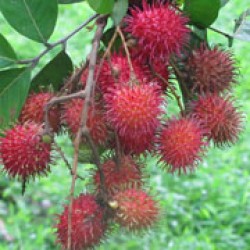 Lebak Bulus (SBG 121)