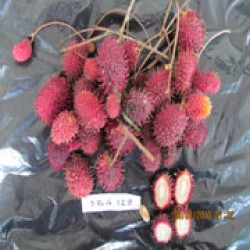 Lebak Bulus (SBG 129)