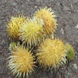 Lebak Bulus Kuning (SBG 132)