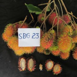 Gula Batu (SBG 23)