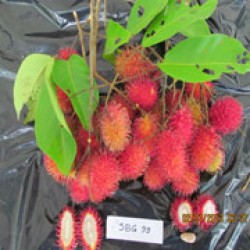 Gula Batu (SBG 99)