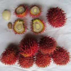 Gula Batu (SBG 894)