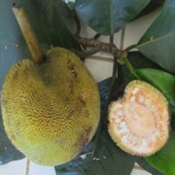 Marang