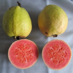 Wijaya Merah
