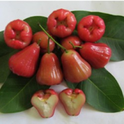 Jambu Air 9.8 (Arp. 4299)