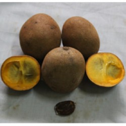 Burahol.0001