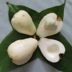 Jambu bol putih