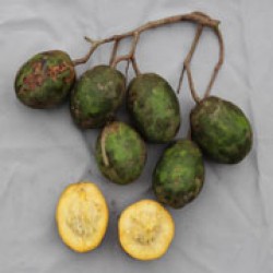 Kedondong.0001