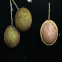 Nyamplung.0001