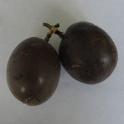 Markisa Ungu