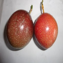 Markisa Merah