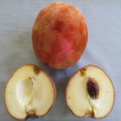 Mentega 1 (samping bengkel)