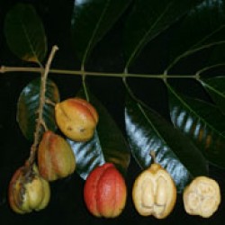 Apel akee 1