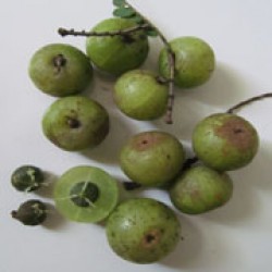 Malaka