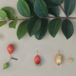 Beach cherry