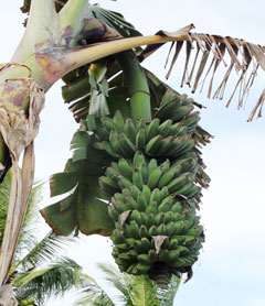 Nipah