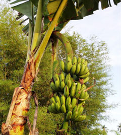 Barangan Kuning