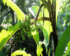 Wangi