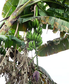 Silindang