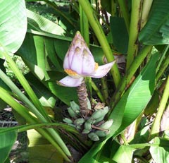 Liar (Musa campestris)