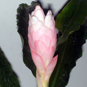 Bethari