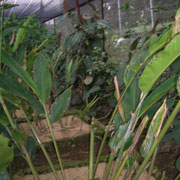 Galanga