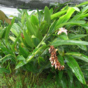 Katsumadai