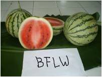 Bfl-1
