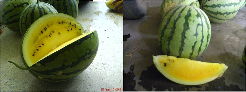 Balitbu Tropika 02