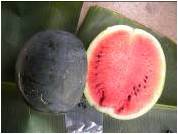 Balitbu Tropika 03 B