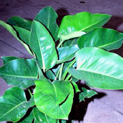 Green Congo