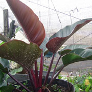 Red Congo